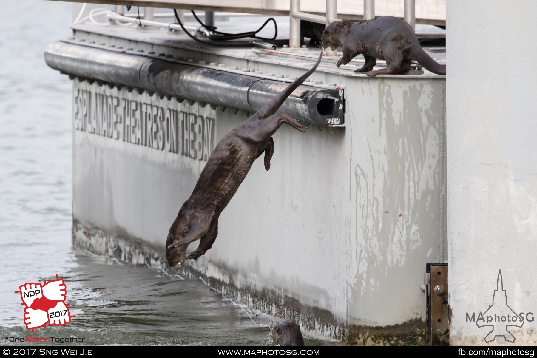 4. Otters from the Bishan Family joined in the celebrations at the Esplanade Theatres waterfront.